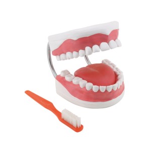 Model dentalne higijene - uvećan 6 puta