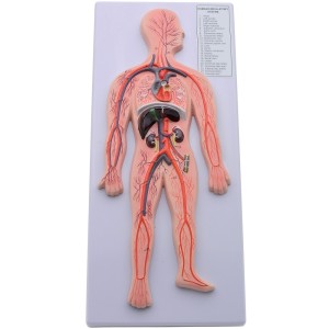Model krvnog sistema 45cm