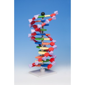 Model DNK - 12 slojeva