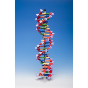 Model DNK - 22 sloja